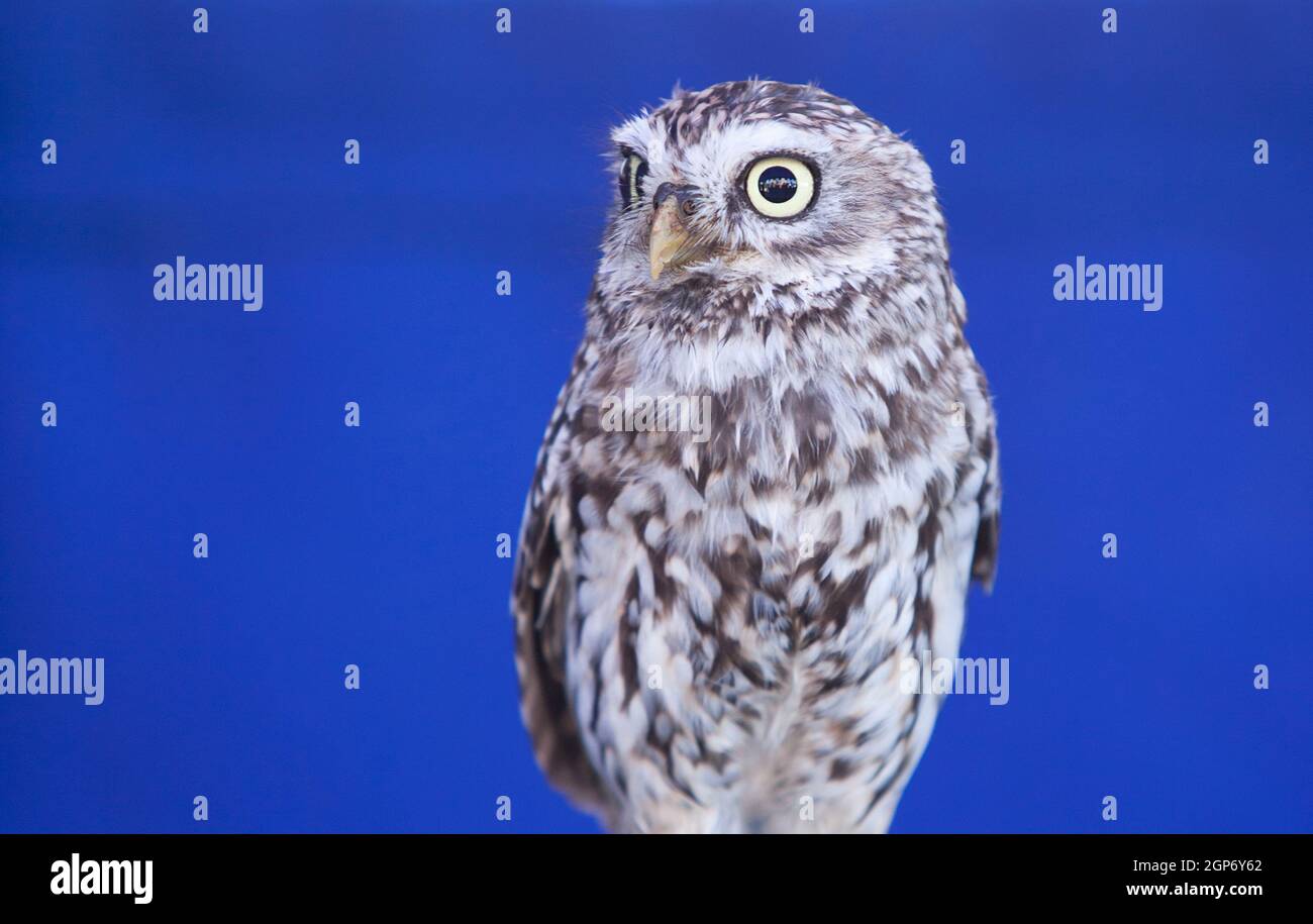 Il gufo, Atene noctua, conosciuto anche come gufo di Minerva. Isolato su sfondo blu Foto Stock