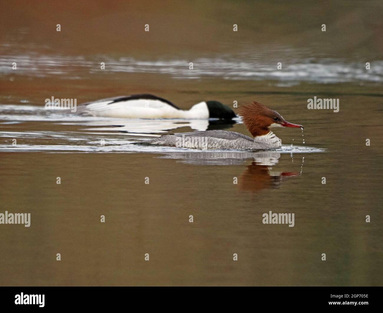 Coppia riproduttiva di Goosander / Mergus merganser comune (Mergus merganser) che pesca insieme in acque calme del affluente del fiume Eden in Cumbria , Inghilterra, Regno Unito Foto Stock