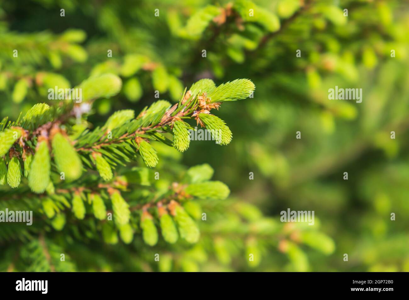 Ramo di abete verde con germogli freschi su sfondo verde sfocato foresta. Foto ravvicinata con messa a fuoco selettiva Foto Stock