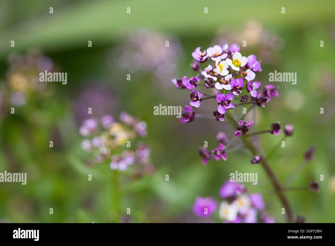 Lobularia maritima, Variety Easter Bonnet. Impianto di fioritura della famiglia Brassicaceae. Il suo nome comune è alyssum dolce o alison dolce Foto Stock