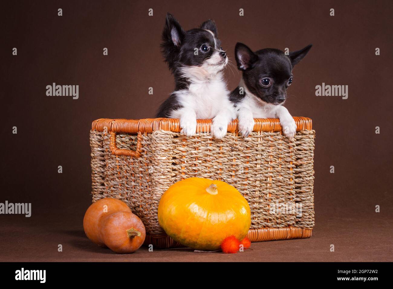 Due cuccioli Chihuahua bianchi e neri, soffici e dai capelli lisci, sono seduti in un cesto quadrato di vimini su uno sfondo marrone, e accanto a loro sono ora Foto Stock