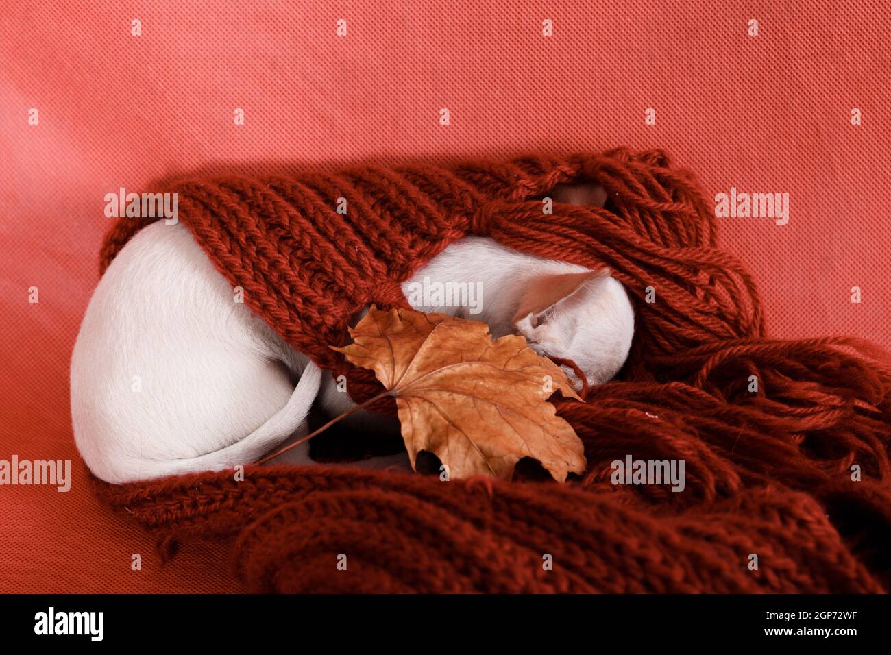 Cucciolo bianco-grigio di razza Chihuahua dorme in una sciarpa rossa lavorata a maglia su sfondo rosso, con foglia d'acero autunnale Foto Stock