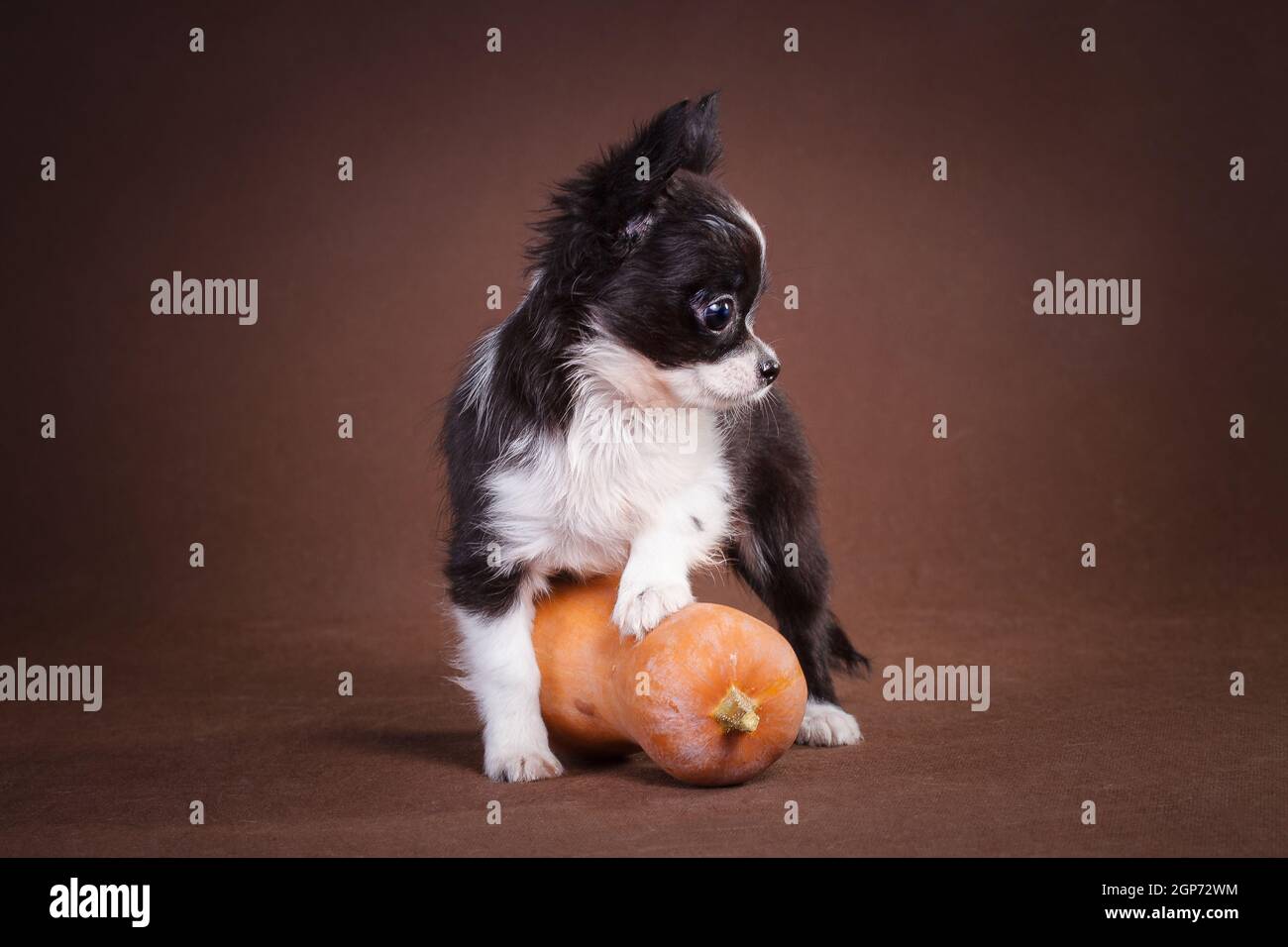 Soffice cucciolo bianco e nero di Chihuahua su sfondo marrone, poggiato su una zucca gialla e arancione. Foto Stock