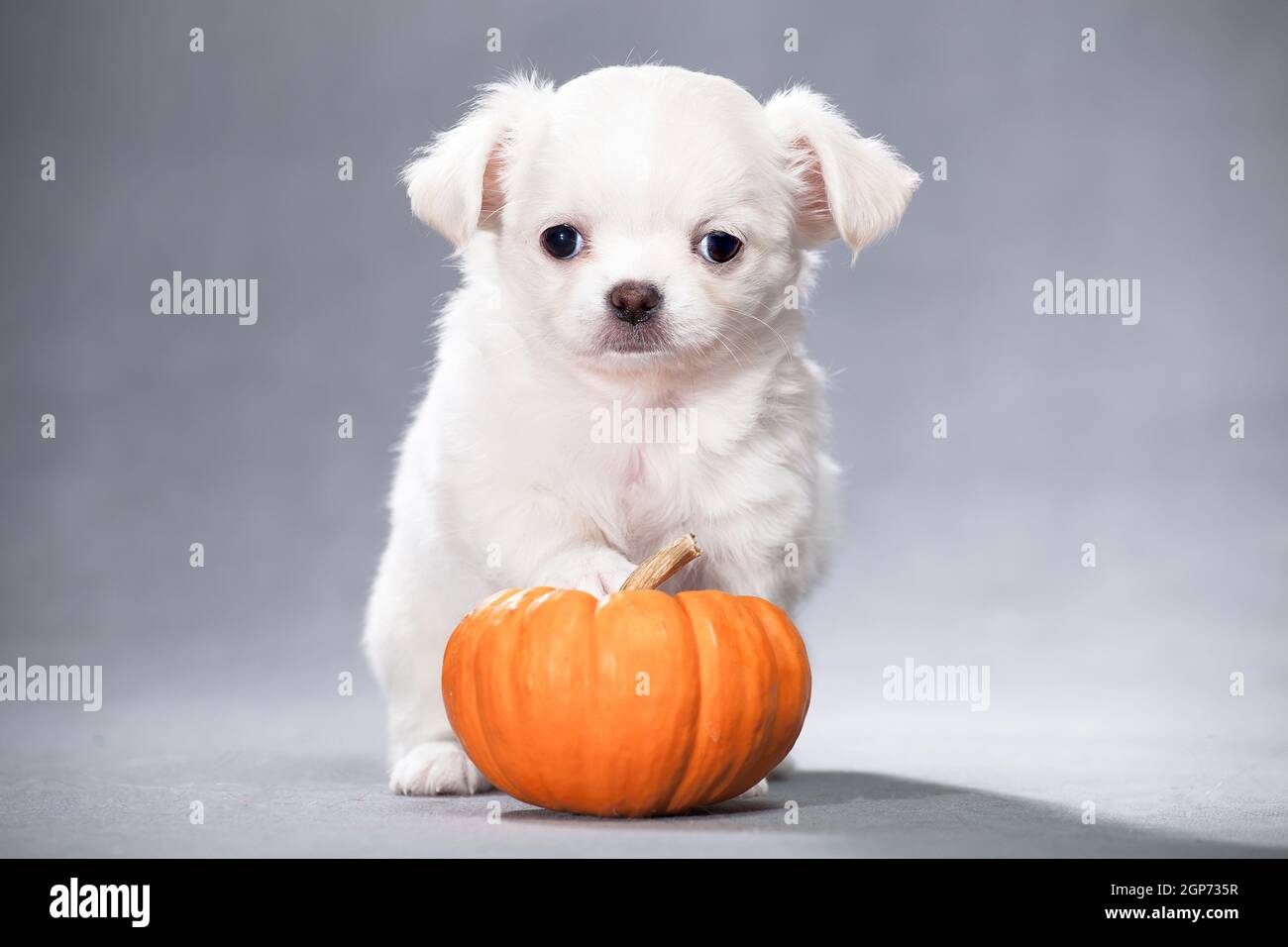 Bianco soffice cucciolo di razza Chihuahua si erge su una zucca arancione, su uno sfondo grigio in uno studio al chiuso Foto Stock