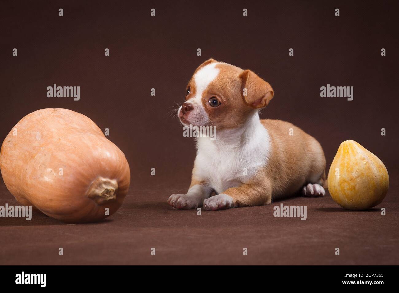 Cucciolo dai capelli lisci della razza Chihuahua, rosso-bianco giace su uno sfondo marrone accanto a due zucche Foto Stock