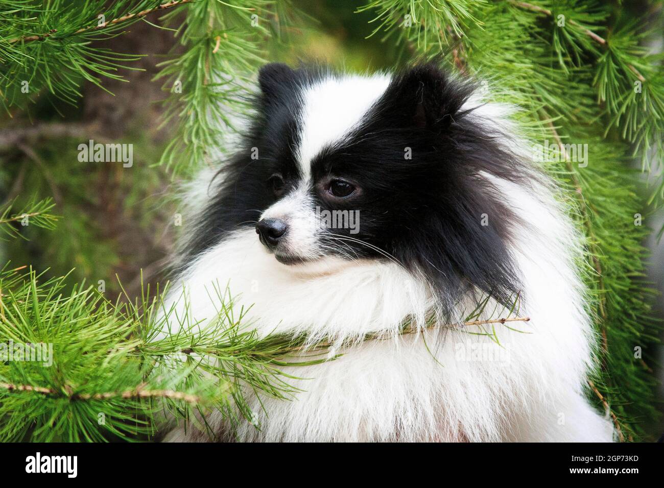 Ritratto di una razza di cane soffice di colore bianco e nero Spitz su sfondo di pino verde Foto Stock