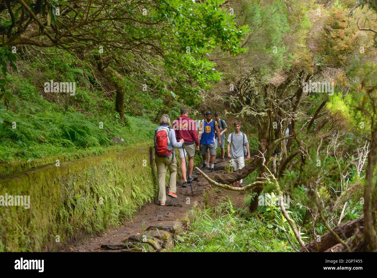 Sentiero escursionistico, Valle Rabacal, Montagne centrali, Madeira, Portogallo Foto Stock