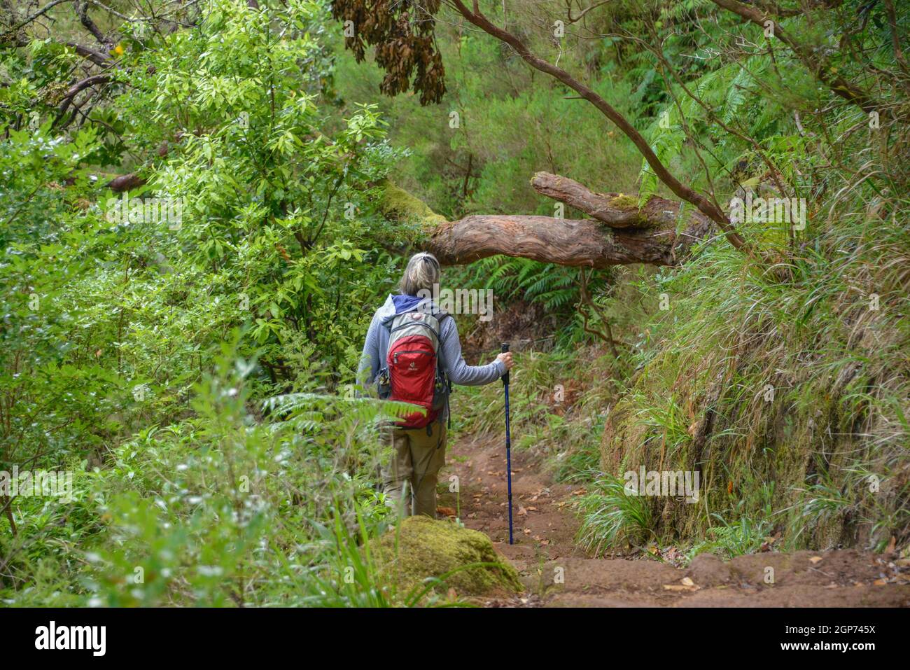 Sentiero escursionistico, Valle Rabacal, Montagne centrali, Madeira, Portogallo Foto Stock