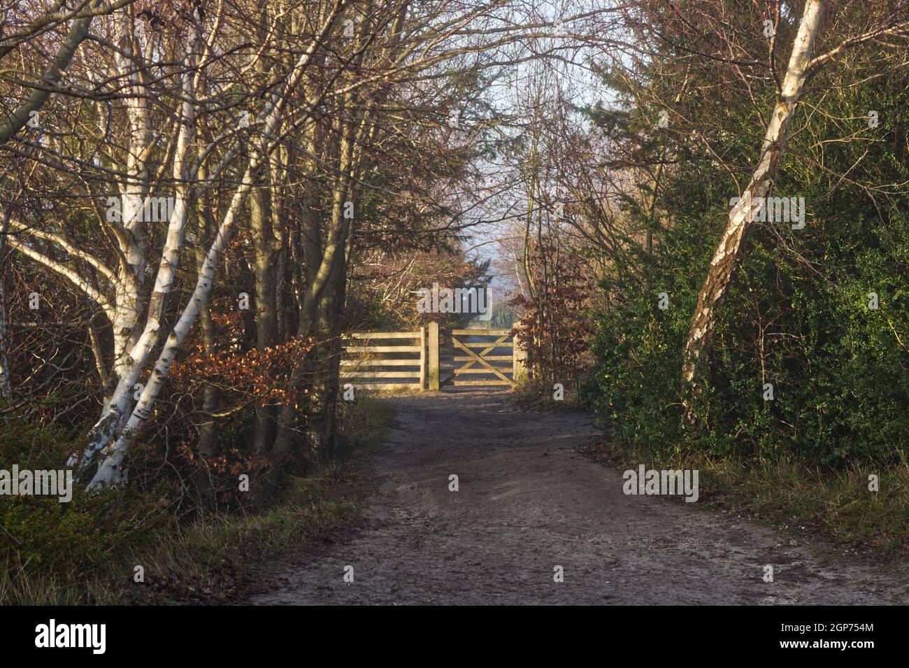 Percorso e cancello su Box Hill a Dorking, Surrey, Inghilterra Foto Stock