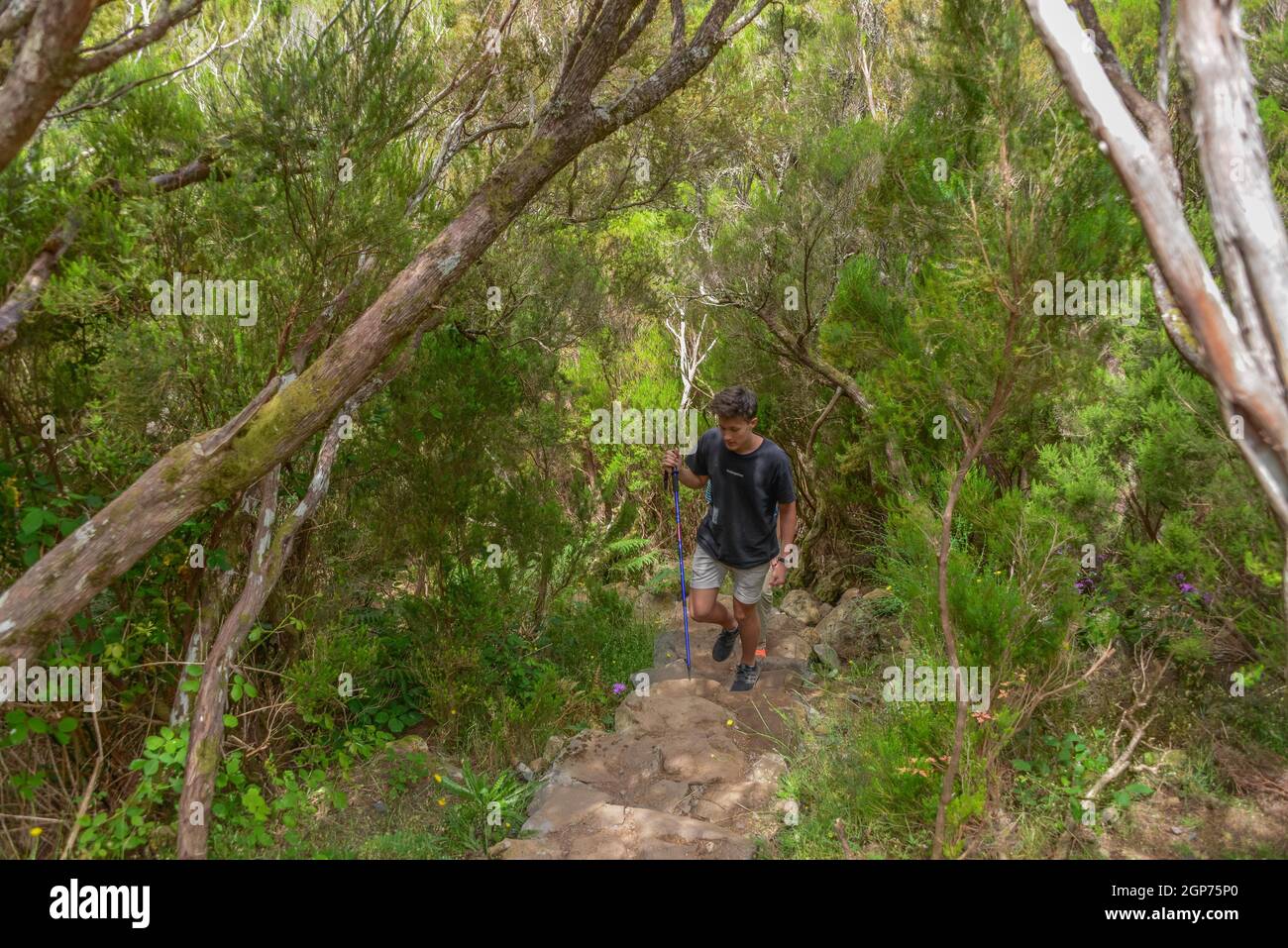 Sentiero escursionistico, Valle Rabacal, Montagne centrali, Madeira, Portogallo Foto Stock