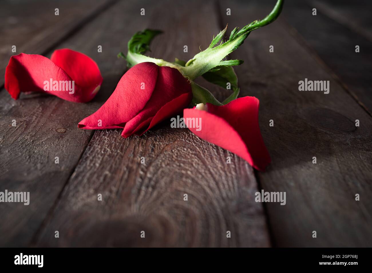 Fiore di rosa rossa appassita su legno scuro. Background emotivo per la transizione e l'addio. Spazio per il testo. Foto Stock