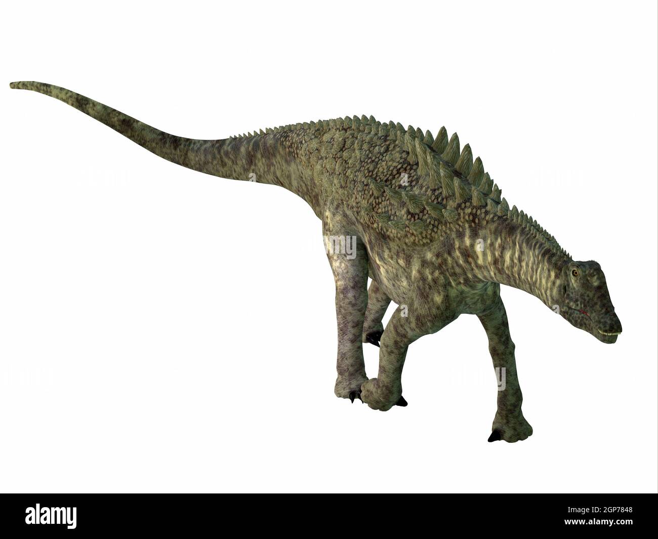 Ampelosaurus era un dinosauro erbivoro sauropodi corazzati che visse in Europa durante il periodo cretaceo. Foto Stock