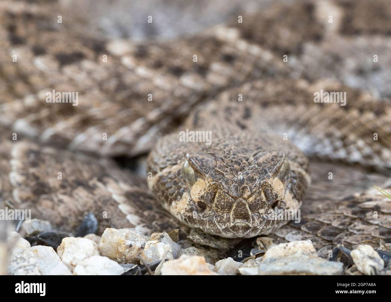 Western Diamondback Rattlesnake, Marana, vicino a Tucson, Arizona. Foto Stock