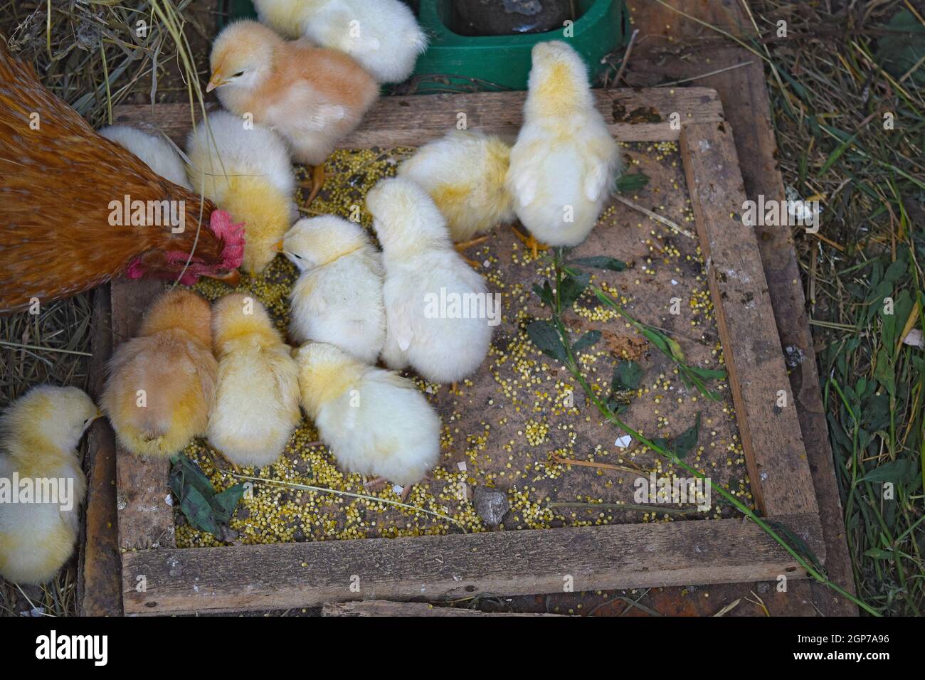 Madre di pollo con i polli. Il pollame in singoli casa della gallina. Foto Stock