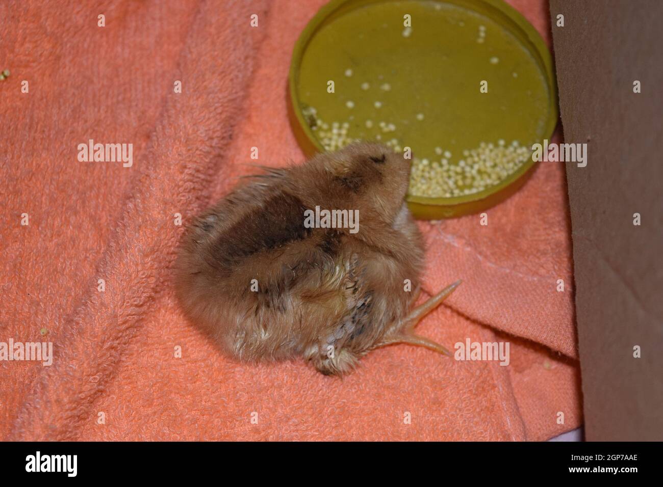 Rosso di pollo quotidiana. La manutenzione di pollame in filiale personali farm. Foto Stock