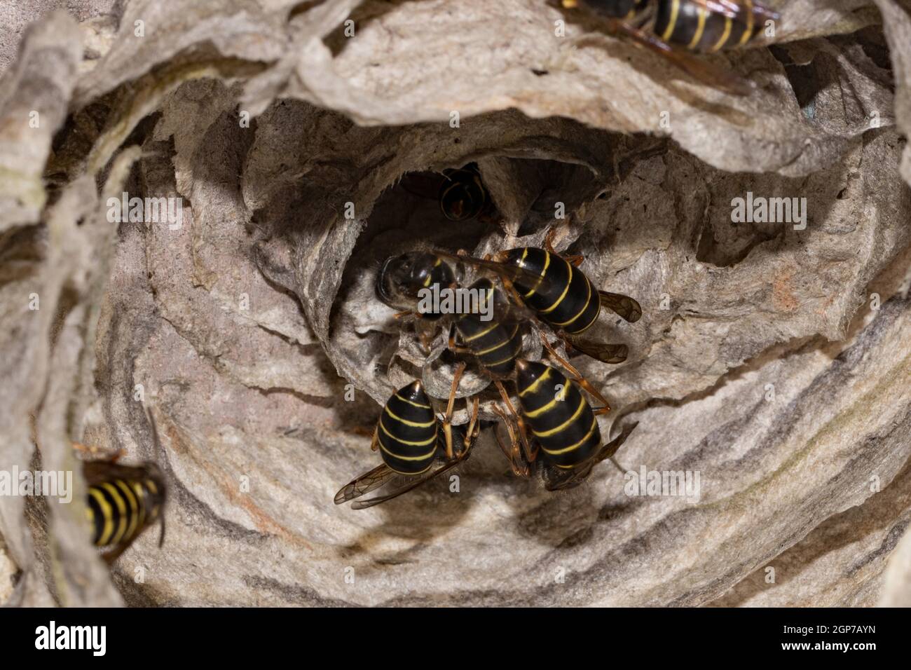 Vespola media mediana (Dolichovespula media) Foto Stock