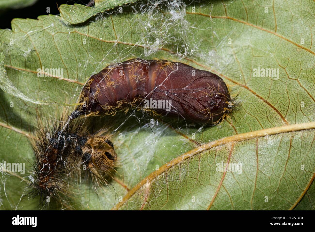 Gitana, ninfa (Lymantria dispar) Foto Stock