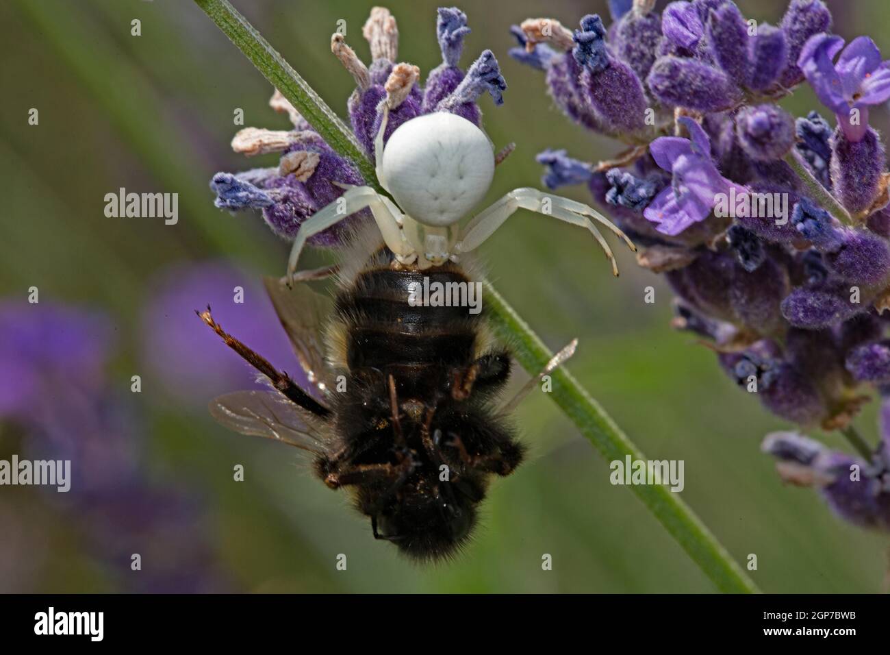 Ragno di granchio d'oro (Misumena vatia) con bumblebee sequestrato Foto Stock