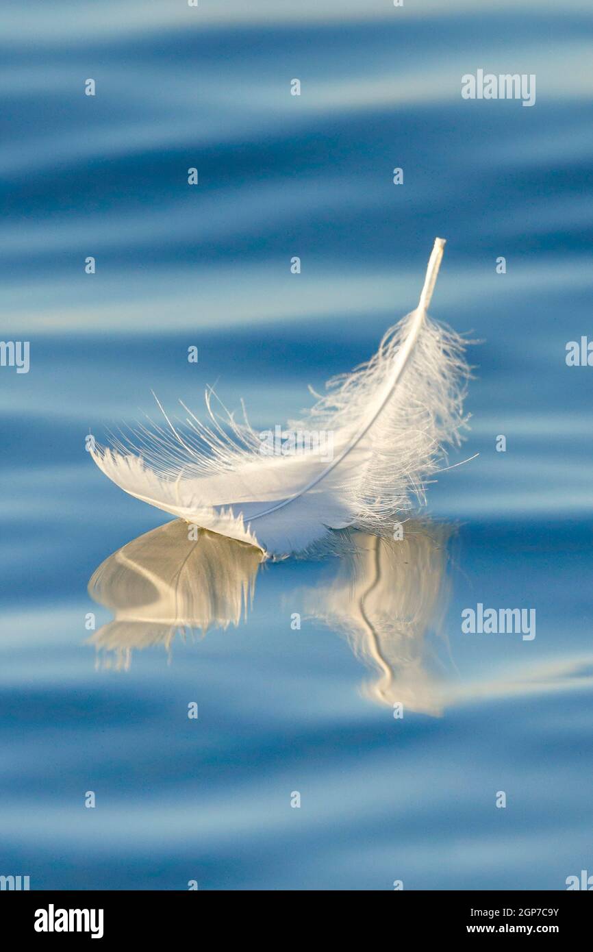 Primo piano, piume di cigno sull'acqua, Svizzera Foto Stock