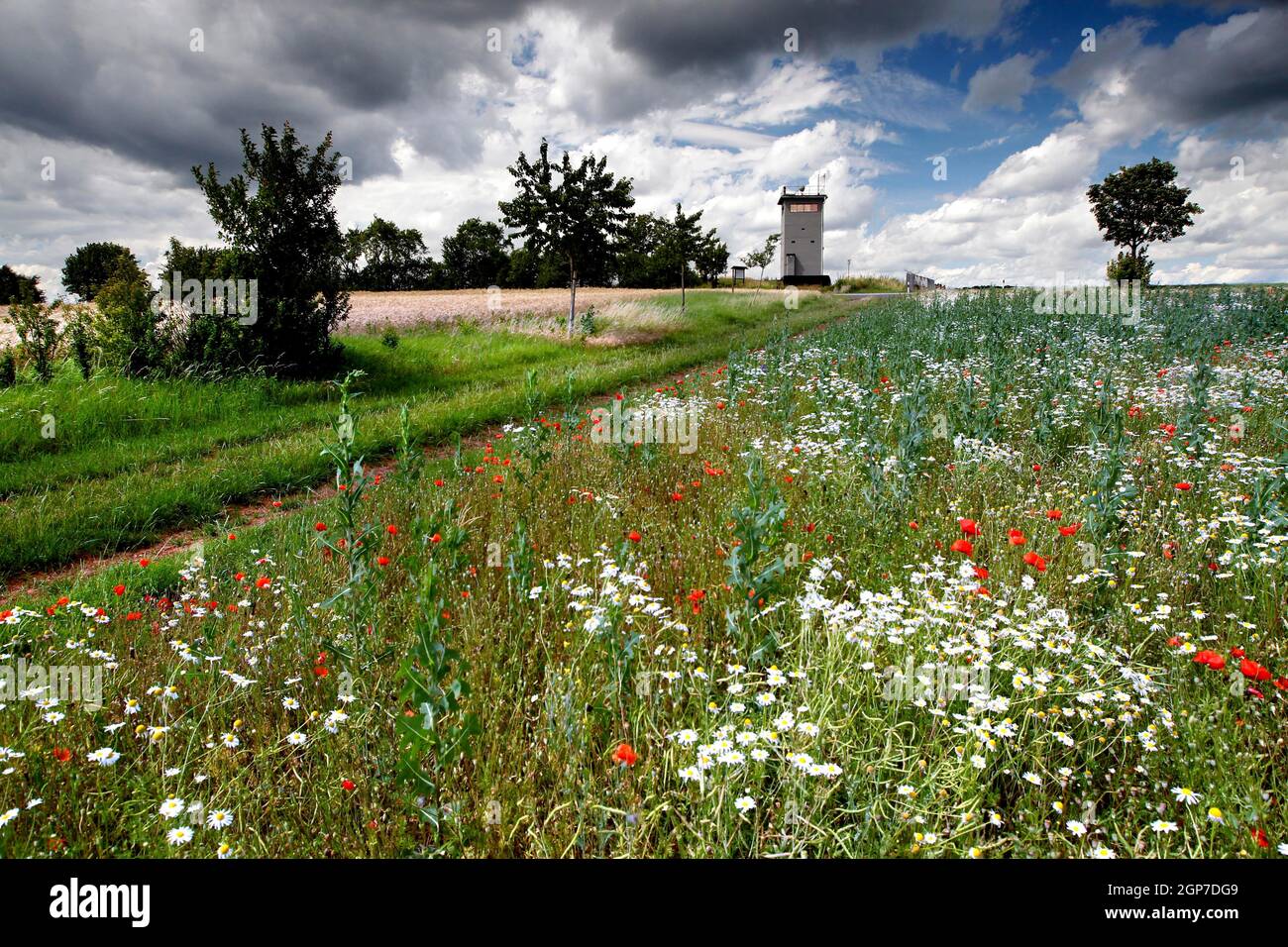 Paesaggio in Heldburger Zipfel, Heldburger Land, prato con fiori selvatici, fiori di campo, percorso colonna, sentiero escursionistico attraverso il campo e prato Foto Stock
