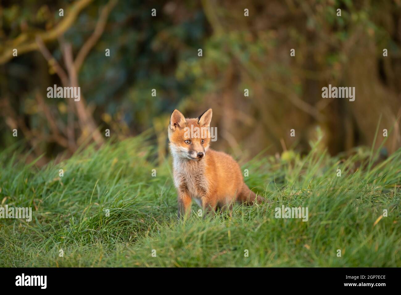 Cub volpe rossa (Vulpes vulpes) esplorare dalla tana Foto Stock