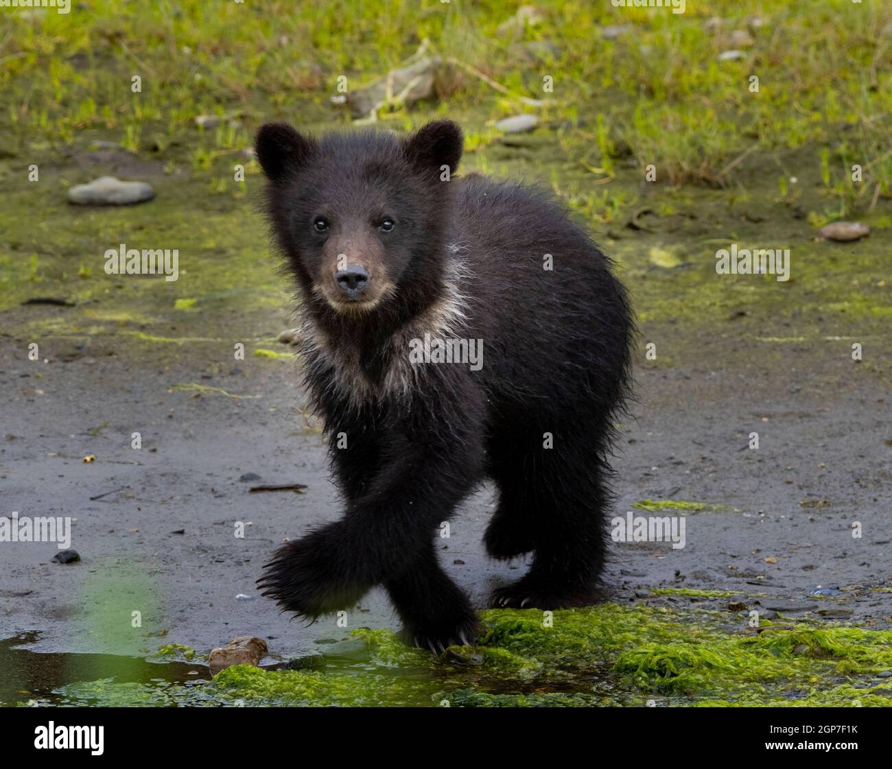 Brown Bears, Pack Creek Bear Viewing Area, Tongass National Forest, Alaska. Foto Stock