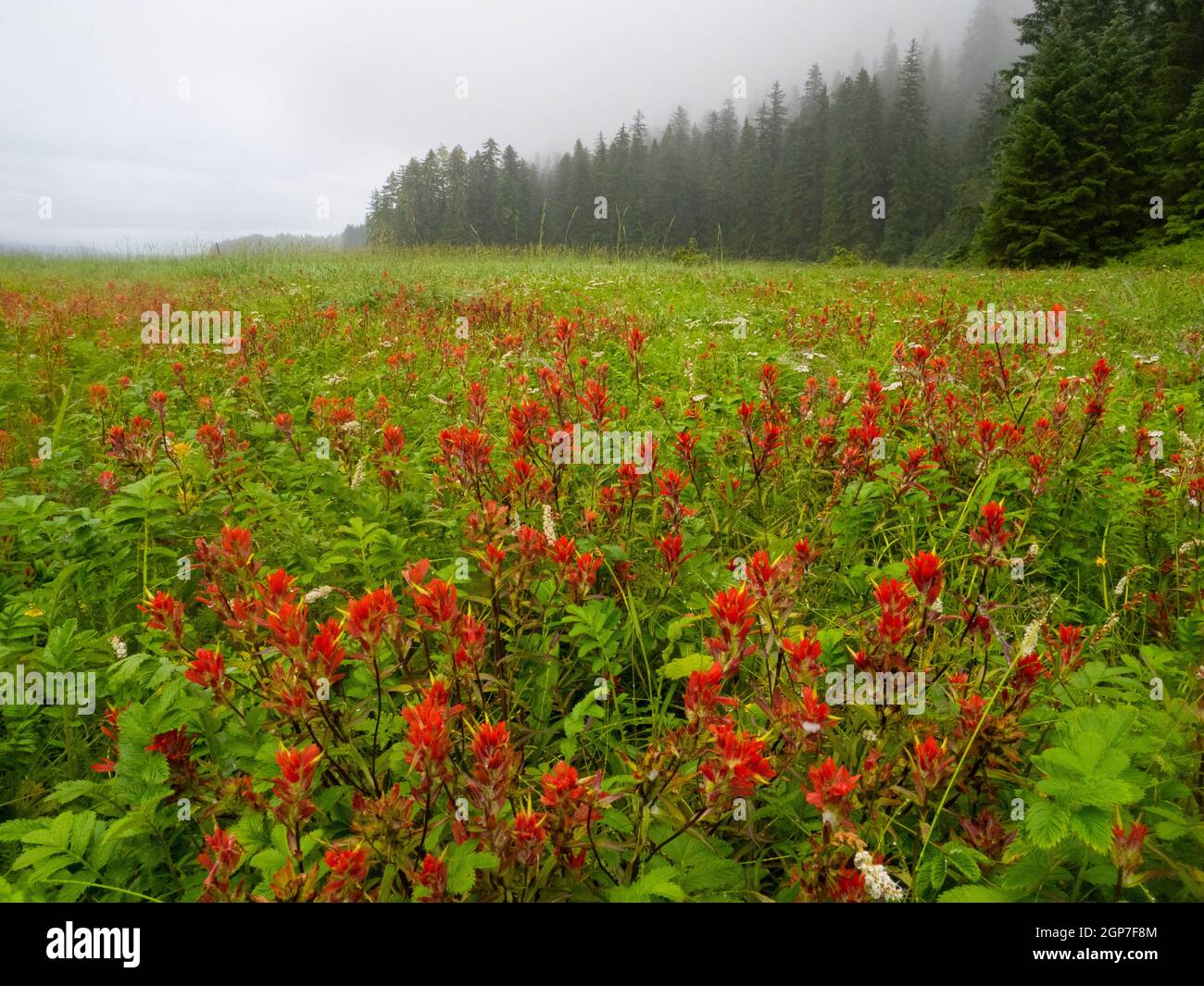 Indian Paintbrush, Admiralty Island, Tongass National Forest, Alaska. Foto Stock
