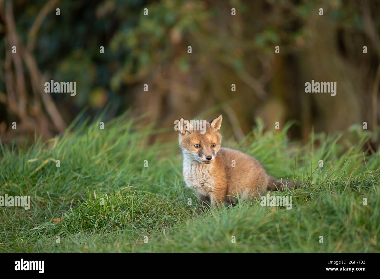 Cub volpe rossa (Vulpes vulpes) esplorare dalla tana Foto Stock