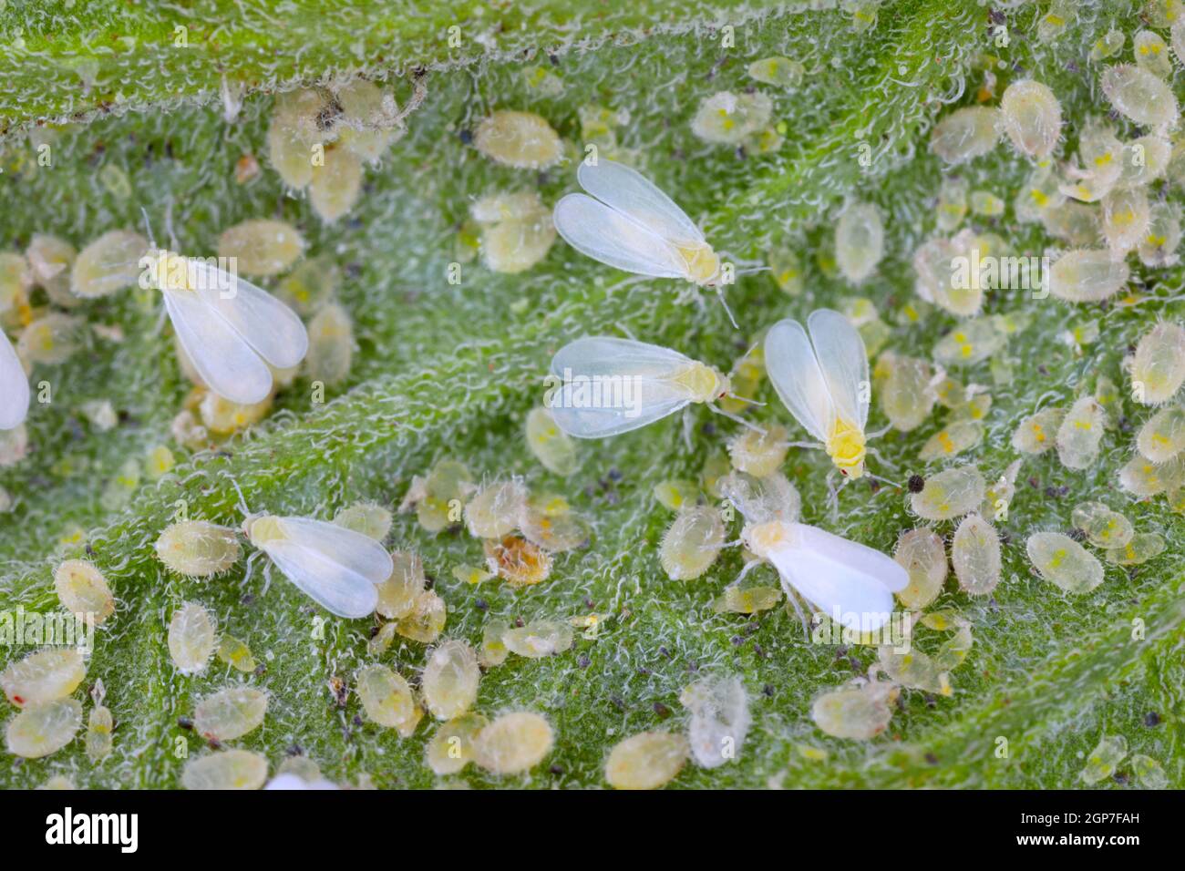 Adulti, larve e pupae di Glasshouse Whitefly (Trialeurodes vaporariorum) sul lato inferiore delle foglie di pomodoro. Foto Stock