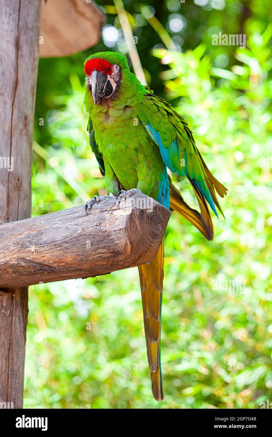 Macaw pappagallo uccello, un vivacemente colorato uccello del pappagallo famiglia trovata in America Centrale e America del Sud. Foto Stock