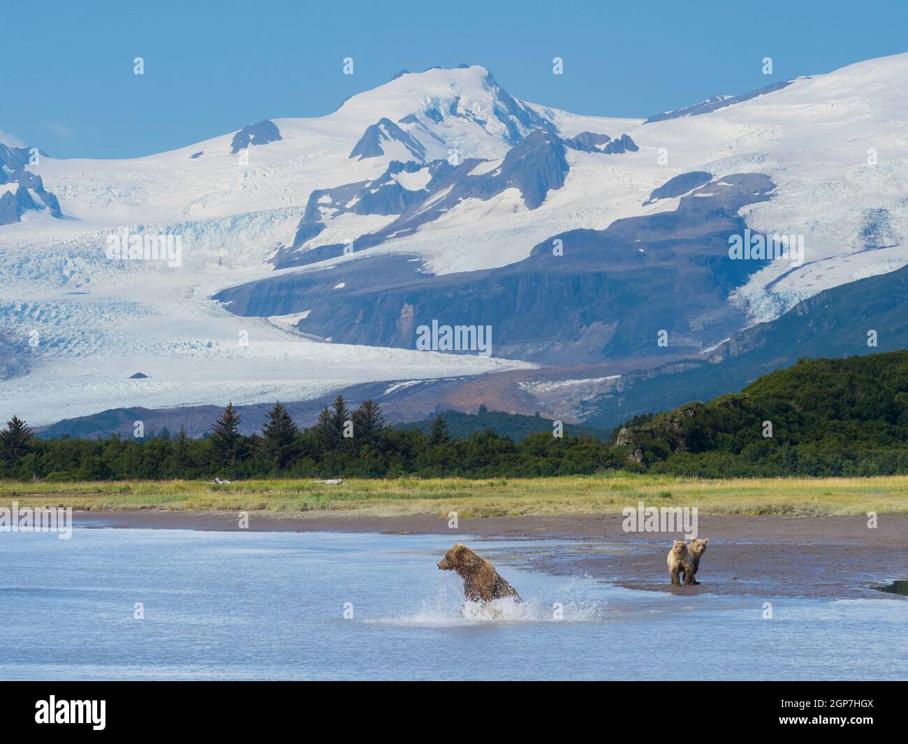 Un orso bruno o grizzly, Hallo Bay, Katmai National Park, Alaska. Foto Stock