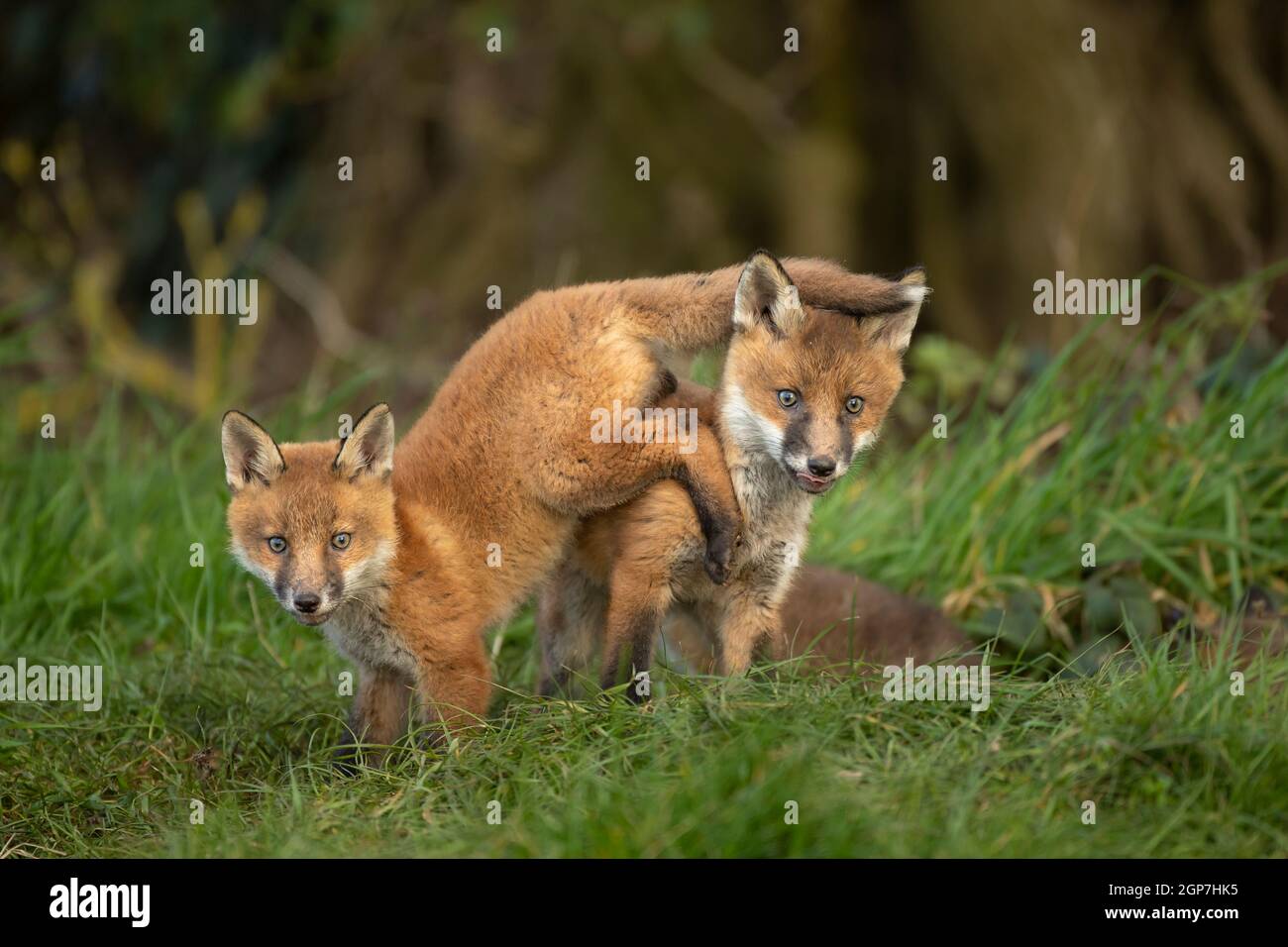 Cubetti di volpe rossa (Vulpes vulpes) che esplorano dalla fossa Foto Stock