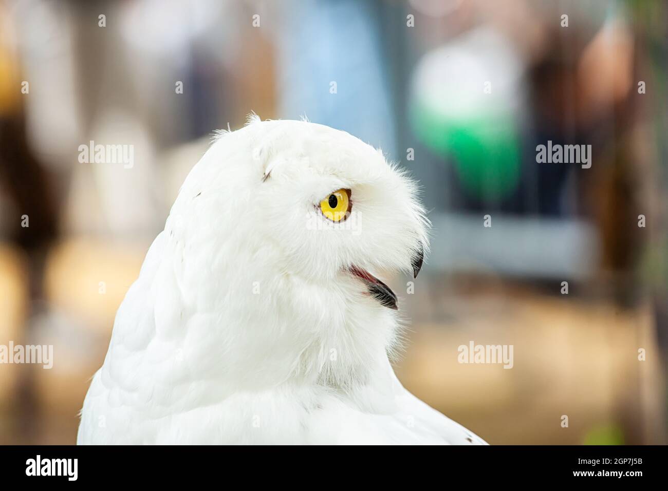 Civetta delle nevi - Bubo scandiacus, grande gufo bianco del gufo tipica famiglia. Le civette delle nevi sono nativi di regioni artiche in Nord America e in Eurasia. Foto Stock