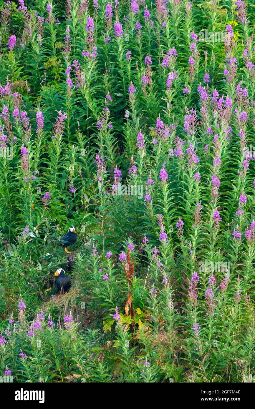 Puffin tufted, Kodiak, Alaska. Foto Stock