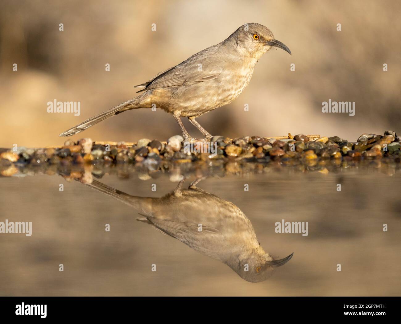 Curva-Bill Thrasher, Marana, vicino Tucson, Arizona. Foto Stock