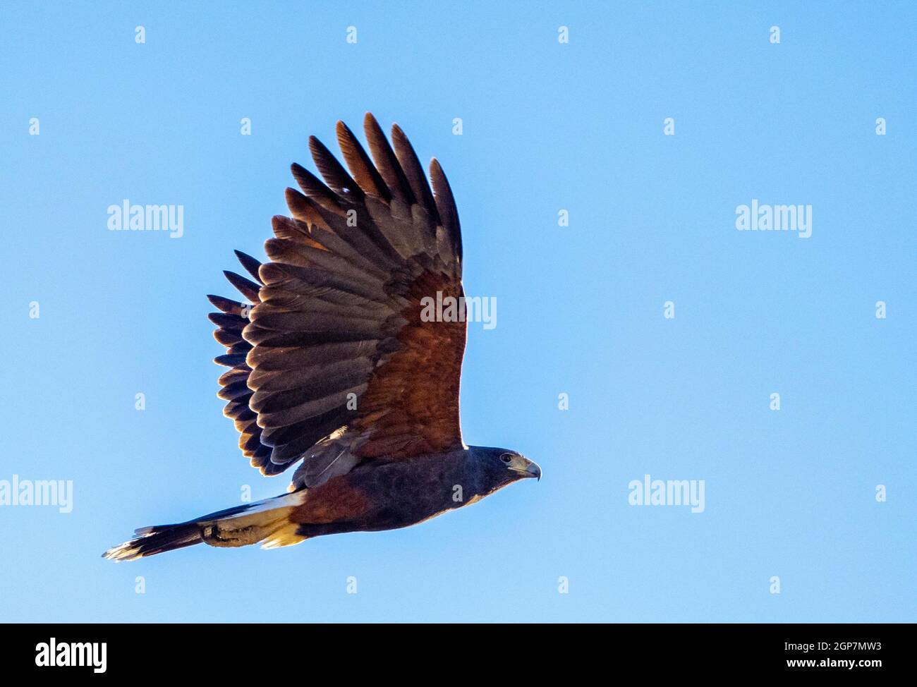 Harris's Hawk, Marana, vicino a Tucson, Arizona. Foto Stock