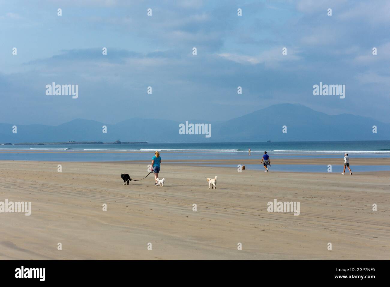 Camminatori del cane sulla spiaggia di Banna, Ardfert, contea di Kerry, Repubblica di Irlanda Foto Stock