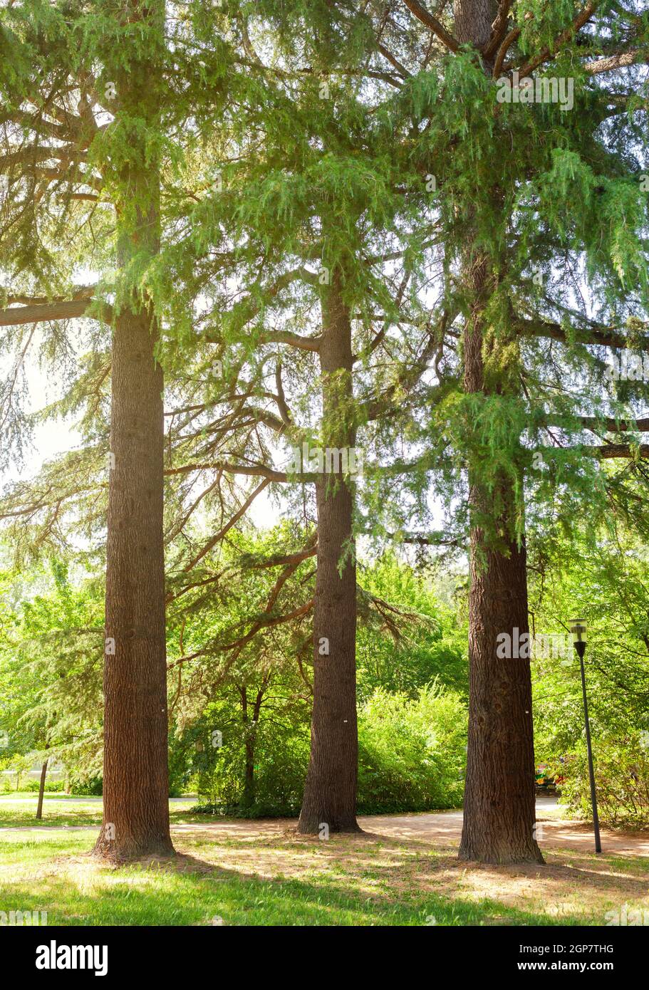 Tre alberi antichi in un parco con raggi solari che si infrangono attraverso i rami. Le conifere sono alberi sempreverdi che servono coni e aghi Foto Stock