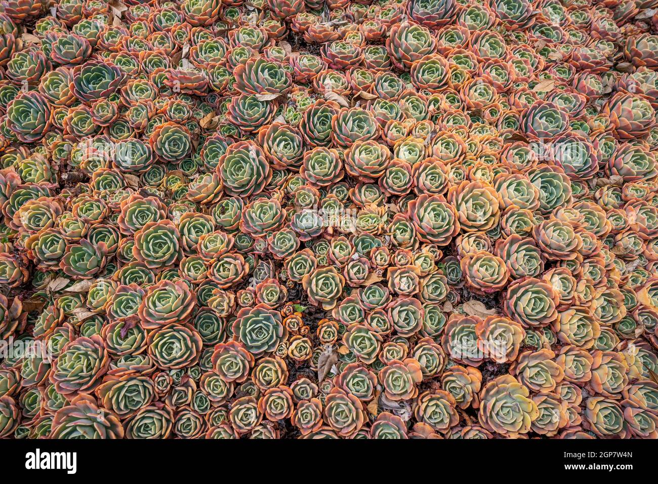 fiori succulenti in un giardino Foto Stock