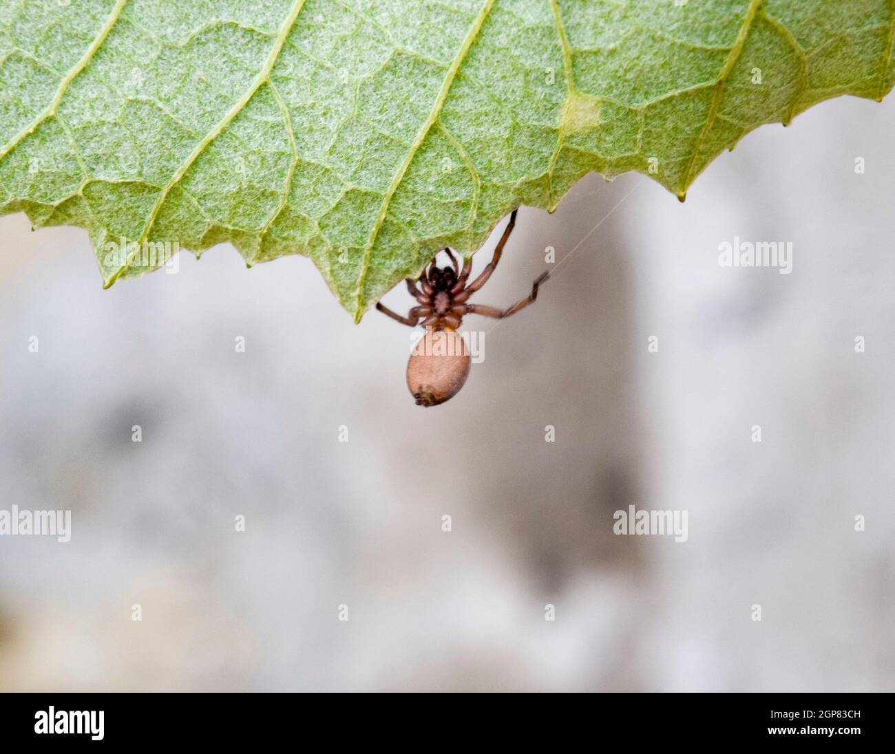 Mizgir. Tarantola ragno. Ragno Araneomorfico Spider il lupo Foto Stock