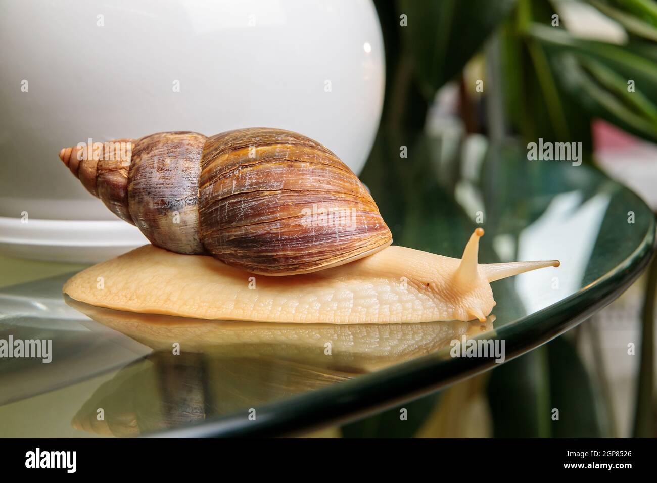 Una grande lumaca bianca striscia attraverso il tavolo di vetro, scuotendo le sue antenne. Primo piano. Foto Stock