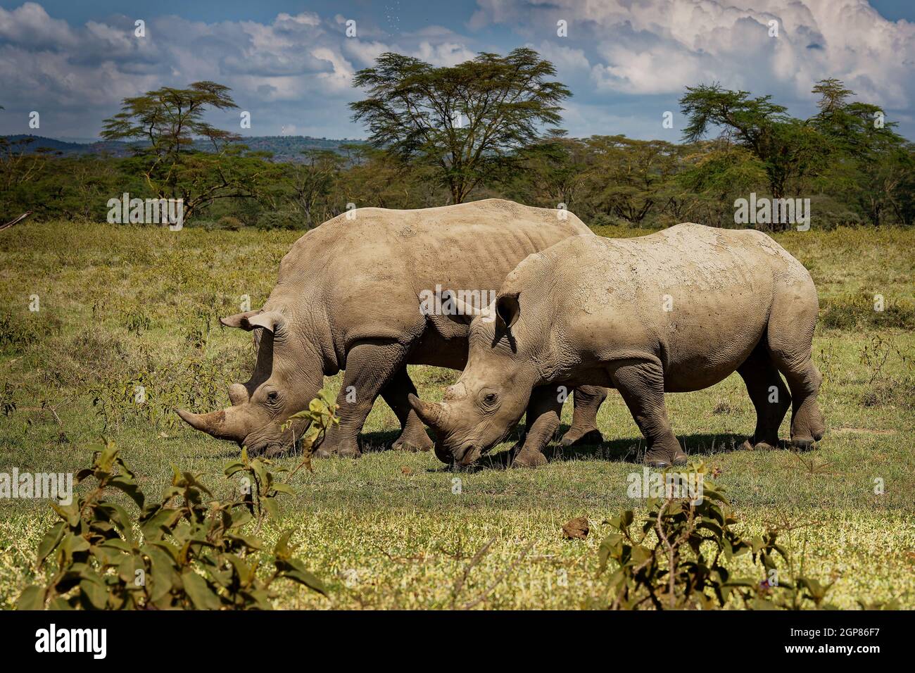 Rinoceronte bianco meridionale o rinoceronte quadrato - Ceratotherium simum simum, nel Parco Nazionale del Lago Nakuru in Kenya, coppia di cibo rinoceronte cornuto Foto Stock