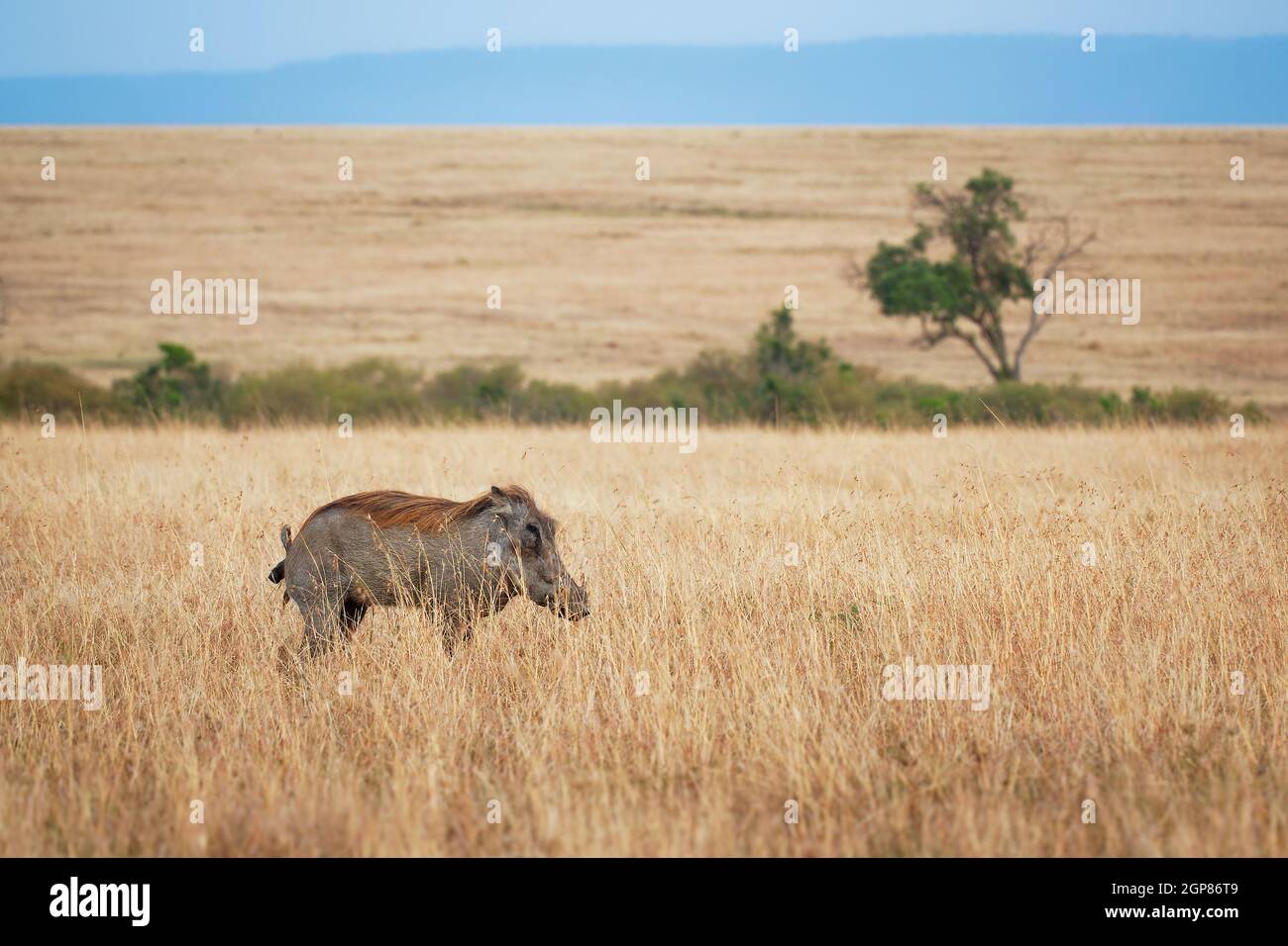 Warthog comune - Phacochoerus africanus membro selvatico della famiglia dei suidi trovati in praterie, savana, e boschi, maiale warthog in savana in Africa Foto Stock