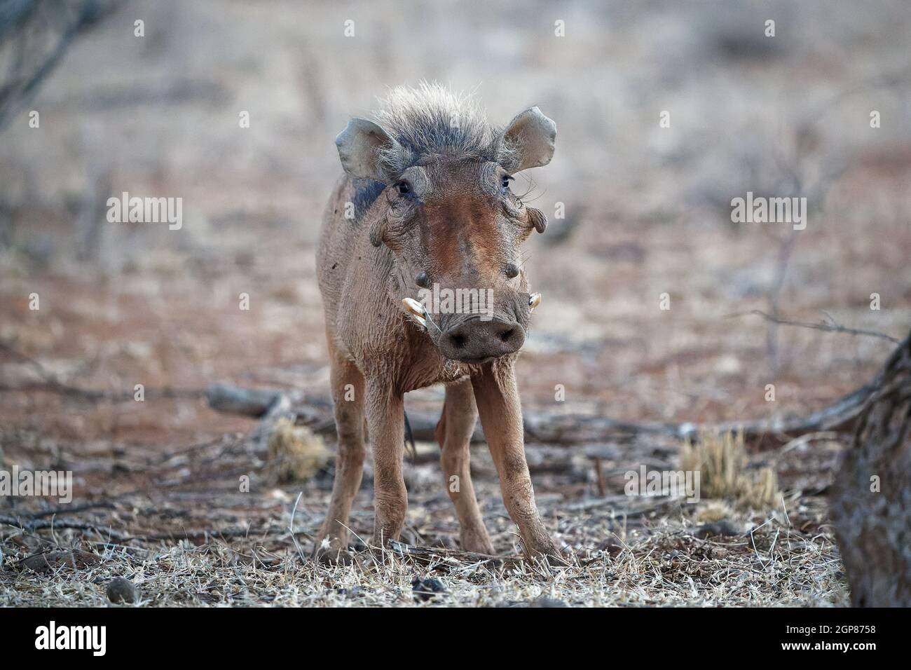 Warthog comune - Phacochoerus africanus membro selvatico della famiglia dei suidi trovati in praterie, savana, e boschi, maiale warthog in savana in Africa Foto Stock