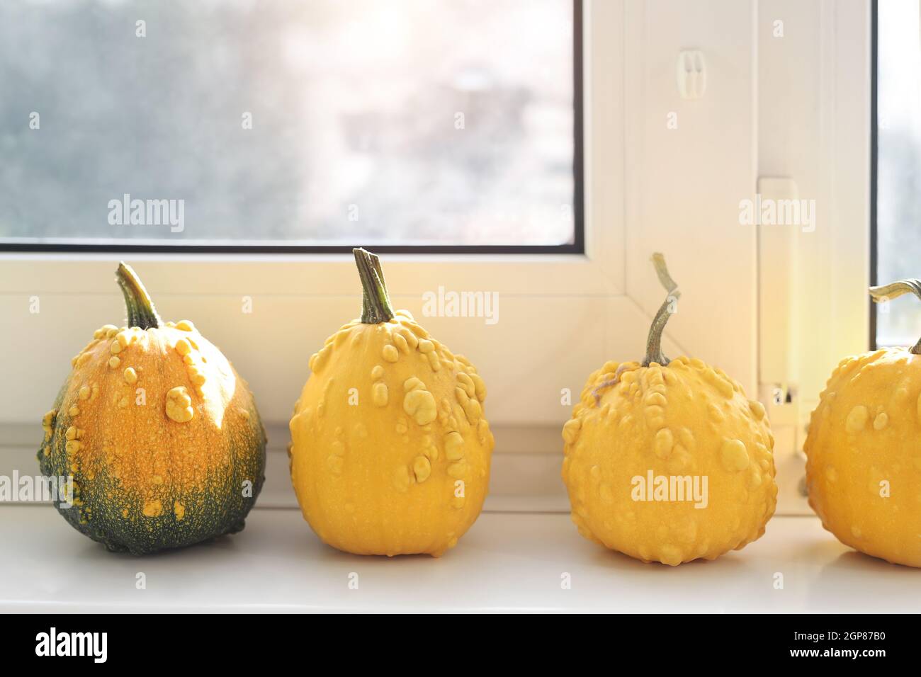 Set di molte piccole zucche decorative giallo verruca diverse su davanzale bianco all'interno di casa. Halloween casa stagionale tradizionale Foto Stock