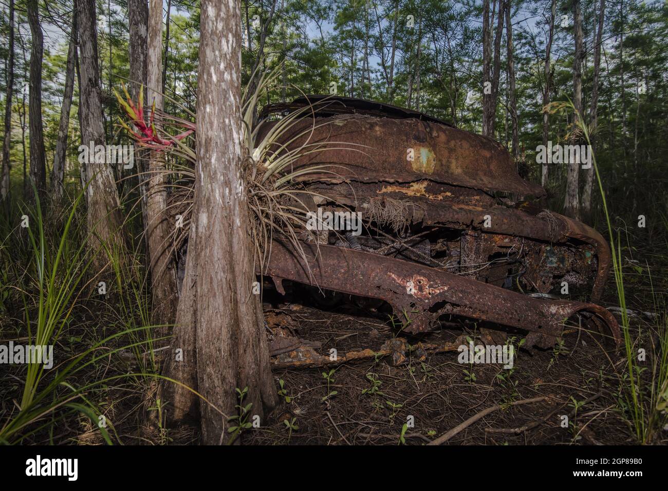 Diciannove anni cinquanta auto abbandonata nella foresta densa sotto il grande cipresso in Florida Foto Stock