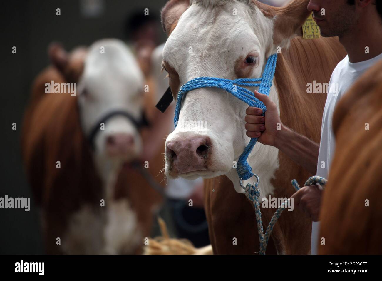 I proprietari mostrano il loro bestiame alla giuria presso la fiera di Bjelovar, Croazia Foto Stock