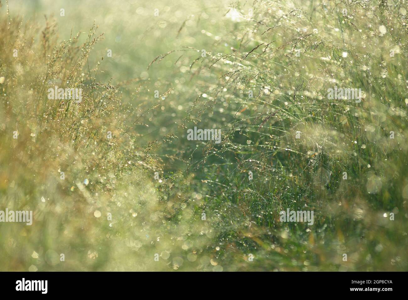 Gocce di rugiada sul closeup erba selvaggia Foto Stock