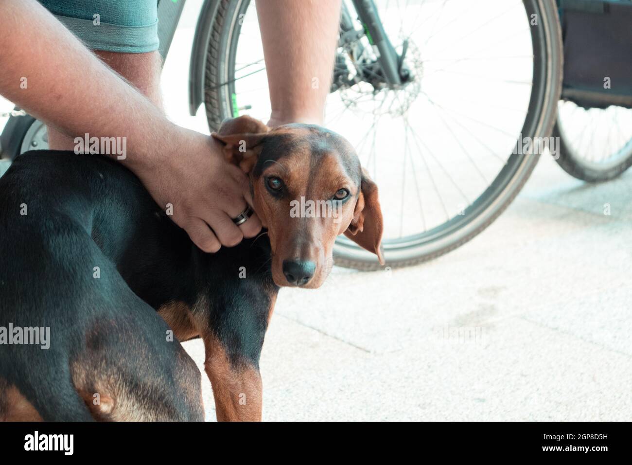 Un cane nero e marrone fissando la macchina fotografica mentre ottiene l'animale domestico Foto Stock