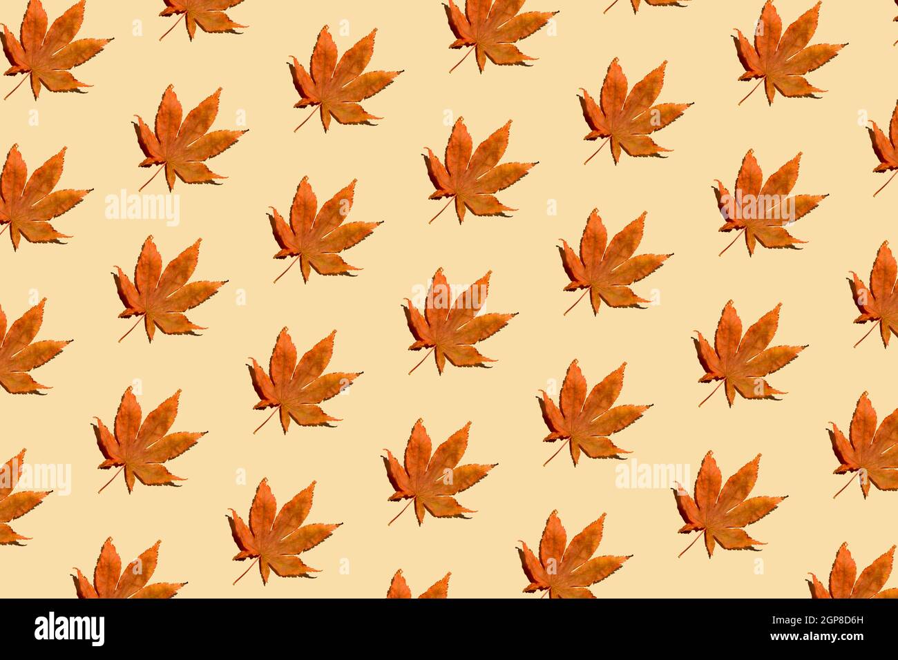 Autunno caduto foglie modello su sfondo beige pastello. Layout della vista dall'alto creativo. Disposizione piatta. Minimo astratto autunno e stagione concetto specifico. Foto Stock